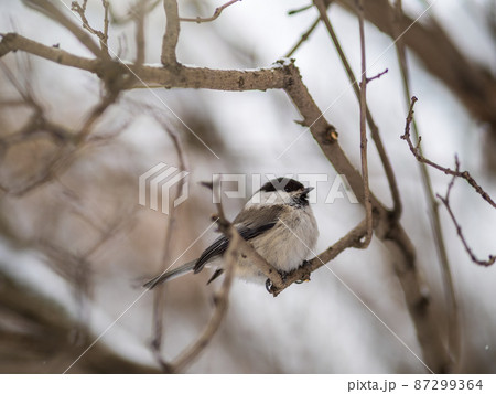Cute bird the willow tit, song bird sitting on a branch without leaves in the winter. 87299364