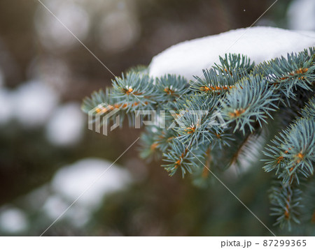 Green fir branches in winter covered with snow 87299365