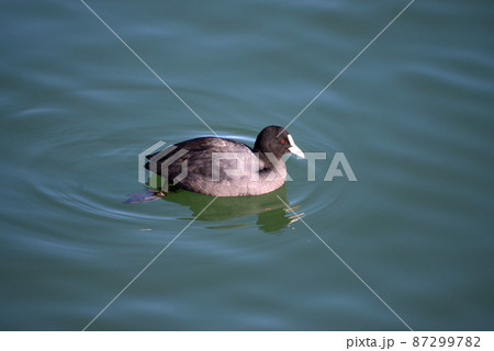 オオバン　琵琶湖の冬鳥 87299782