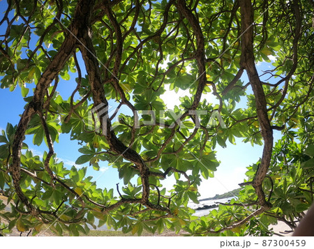モンパの木を下から眺める モンパの木を下から眺める 87300459