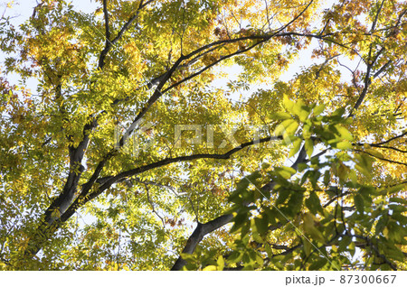 東京 善福寺公園 紅葉の樹木 東京 善福寺公園 紅葉の樹木 87300667