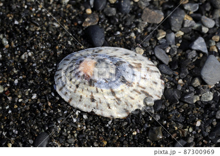 漂着物 ベッコウガサ ベッコウザラ 漂着物 ベッコウガサ ベッコウザラ 87300969