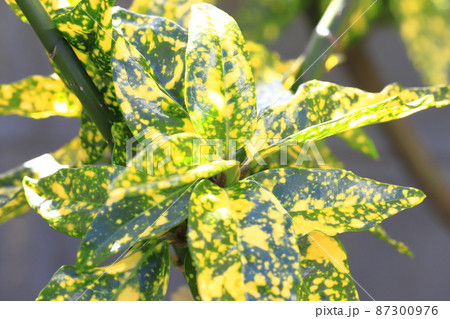 色鮮やかな斑入り青木（アオキ）と新芽 87300976