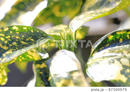 色鮮やかな斑入り青木（アオキ）と新芽 87300979