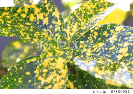 色鮮やかな斑入り青木（アオキ）と新芽 87300981