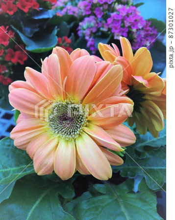 ガーベラ　Gerbera jamesonii Hybrid　（ハナグルマ） 87301027