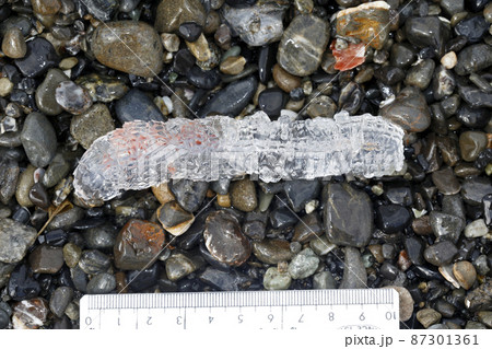 漂着物 ヨウラククラゲ 漂着物 ヨウラククラゲ 87301361