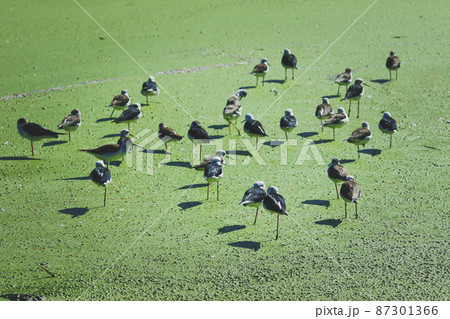 flock of black-winged stilt standing on green shallow wet land flock of black-winged stilt standing on green shallow wet land 87301366