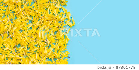Yellow marigold flowers on blue background. 87301778