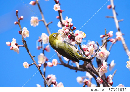 ピンク色の梅（鶯宿梅/おうしゅくばい）の密を吸うメジロ  　　　　   87301855