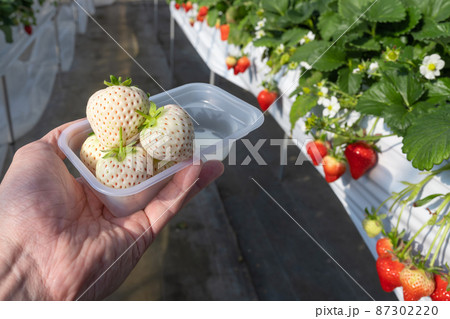 白いちごの栽培農園　いちご狩りの風景 87302220
