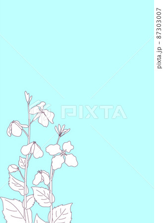 線画と水色背景のムラサキハナナ（紫花菜）ショカツサイ（諸葛菜）花大根のポストカード　はがきサイズ縦型 87303007