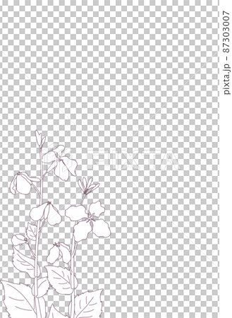 線画と水色背景のムラサキハナナ（紫花菜）ショカツサイ（諸葛菜）花大根のポストカード　はがきサイズ縦型 87303007