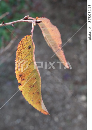 黄葉し枝先に僅かに残った河津桜の葉 黄葉し枝先に僅かに残った河津桜の葉 87303113