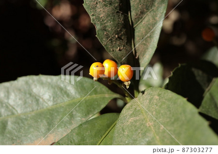 木陰で黄色い実を付けた黄実千両 87303277