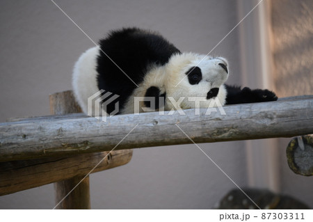ウッドデッキでお昼寝タイムのあかちゃんパンダ 87303311