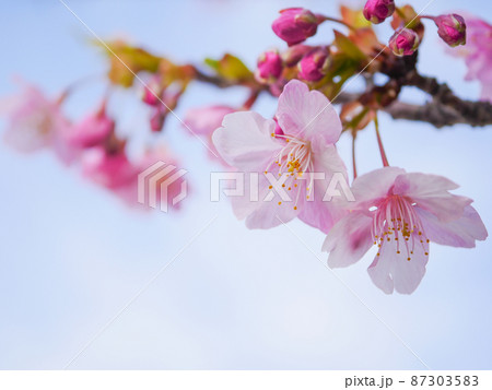 河津桜9 87303583