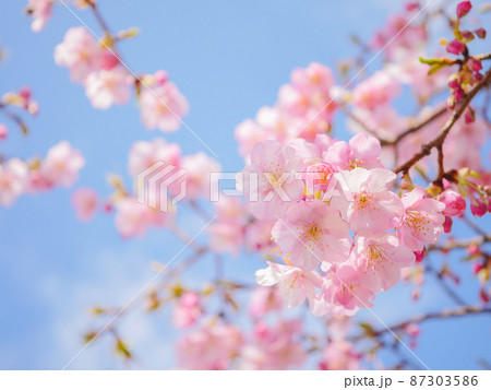 河津桜12 河津桜12 87303586