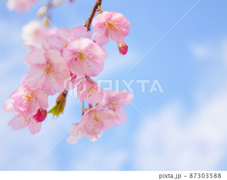 河津桜13 河津桜13 87303588