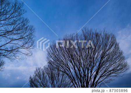 ケヤキとサクラの枯れ枝 早春の青空と漂う雲 ケヤキとサクラの枯れ枝 早春の青空と漂う雲 87303896