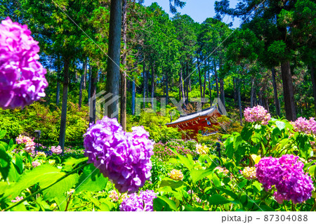 三室戸寺の紫陽花 三室戸寺の紫陽花 87304088