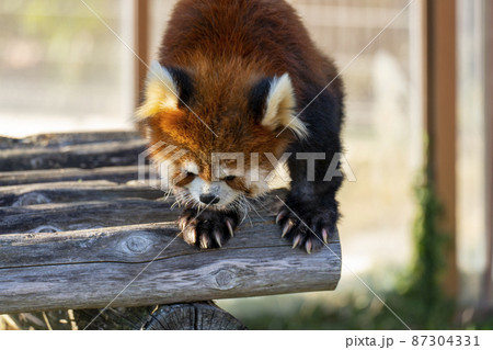 [動物]レッサーパンダ 87304331