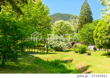 春の季節「新緑風景・ナンジャモンジャの花」(鹿央古代の森)熊本県山鹿市 春の季節「新緑風景・ナンジャモンジャの花」(鹿央古代の森)熊本県山鹿市 87304991