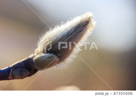 ハクレンの蕾 87305006