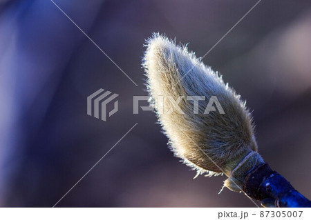 ハクレンの蕾 ハクレンの蕾 87305007