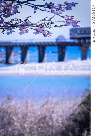 宮崎県日南市山王を走るJR九州ローカル線日南線山王鉄橋でメジロも囀る濃い桃色の花を咲せる日南寒1号桜 87305117