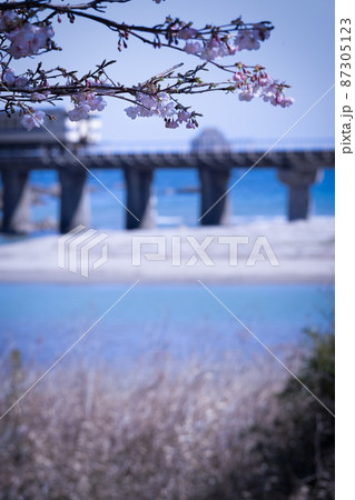 宮崎県日南市山王を走るJR九州ローカル線日南線山王鉄橋でメジロも囀る濃い桃色の花を咲せる日南寒1号桜 87305123