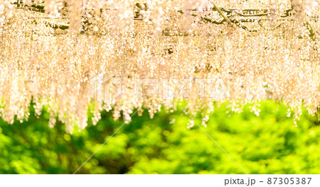 春風になびく藤の花「長藤と新緑風景」(鹿央古代の森)熊本県山鹿市 春風になびく藤の花「長藤と新緑風景」(鹿央古代の森)熊本県山鹿市 87305387