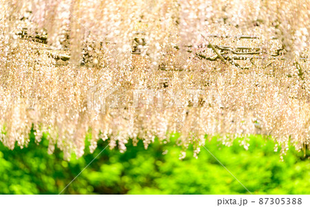 春風になびく藤の花「長藤と新緑風景」(鹿央古代の森)熊本県山鹿市 春風になびく藤の花「長藤と新緑風景」(鹿央古代の森)熊本県山鹿市 87305388