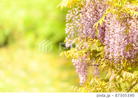 藤の花「本紅藤と新緑風景」Wisteria flowers(鹿央古代の森)熊本県山鹿市 87305390