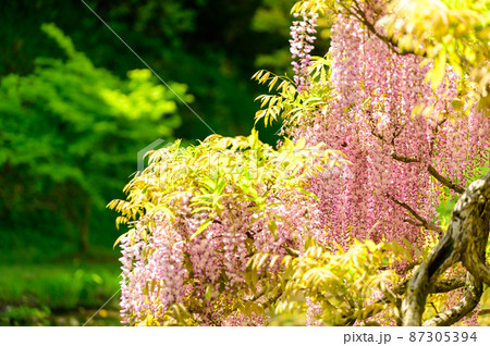 藤の花「本紅藤クローズアップ風景」Wisteria flowers(鹿央古代の森)熊本県山鹿市 藤の花「本紅藤クローズアップ風景」Wisteria flowers(鹿央古代の森)熊本県山鹿市 87305394