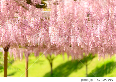 藤の花「本紅藤クローズアップ風景」Wisteria flowers(鹿央古代の森)熊本県山鹿市 藤の花「本紅藤クローズアップ風景」Wisteria flowers(鹿央古代の森)熊本県山鹿市 87305395