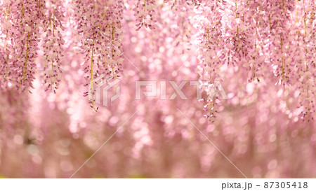 藤の花「本紅藤クローズアップ風景」Wisteria flowers(鹿央古代の森)熊本県山鹿市 藤の花「本紅藤クローズアップ風景」Wisteria flowers(鹿央古代の森)熊本県山鹿市 87305418