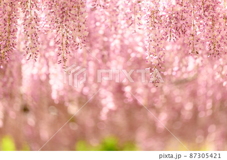 藤の花「本紅藤クローズアップ風景」Wisteria flowers(鹿央古代の森)熊本県山鹿市 87305421