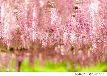 藤の花「本紅藤クローズアップ風景」Wisteria flowers(鹿央古代の森)熊本県山鹿市 藤の花「本紅藤クローズアップ風景」Wisteria flowers(鹿央古代の森)熊本県山鹿市 87305423