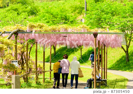藤の花「本紅藤・観光客風景」Wisteria flowers(鹿央古代の森)熊本県山鹿市 藤の花「本紅藤・観光客風景」Wisteria flowers(鹿央古代の森)熊本県山鹿市 87305450