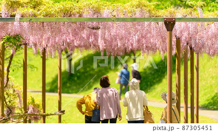 藤の花「本紅藤・観光客風景」Wisteria flowers(鹿央古代の森)熊本県山鹿市 藤の花「本紅藤・観光客風景」Wisteria flowers(鹿央古代の森)熊本県山鹿市 87305451
