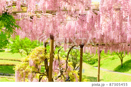 藤の花「本紅藤・新緑風景」Wisteria flowers(鹿央古代の森)熊本県山鹿市 藤の花「本紅藤・新緑風景」Wisteria flowers(鹿央古代の森)熊本県山鹿市 87305455