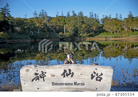 神仙沼の黒柴　ニセコ　秋の北海道 87305554
