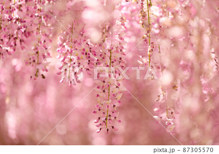 藤の花「本紅藤・クローズアップ風景」Wisteria flowers　(鹿央古代の森)熊本県山鹿市 87305570