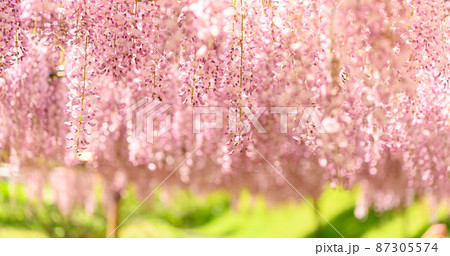 藤の花「本紅藤・クローズアップ風景」Wisteria flowers (鹿央古代の森)熊本県山鹿市 藤の花「本紅藤・クローズアップ風景」Wisteria flowers (鹿央古代の森)熊本県山鹿市 87305574