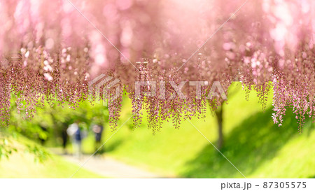 藤の花「本紅藤・クローズアップ風景」Wisteria flowers (鹿央古代の森)熊本県山鹿市 藤の花「本紅藤・クローズアップ風景」Wisteria flowers (鹿央古代の森)熊本県山鹿市 87305575