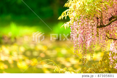 藤の花「本紅藤・池の新緑風景」Wisteria flowers (鹿央古代の森)熊本県山鹿市 藤の花「本紅藤・池の新緑風景」Wisteria flowers (鹿央古代の森)熊本県山鹿市 87305601
