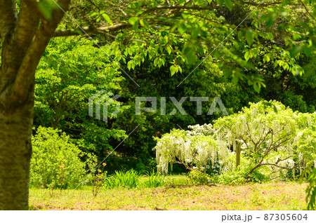 藤の花「新緑風景・野田藤」Wisteria flowers (鹿央古代の森)熊本県山鹿市 藤の花「新緑風景・野田藤」Wisteria flowers (鹿央古代の森)熊本県山鹿市 87305604