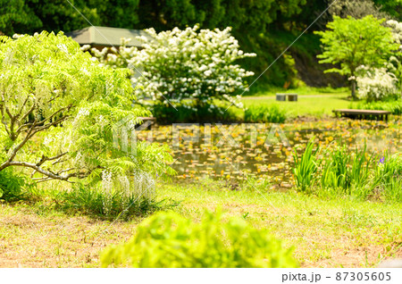 藤の花「新緑風景・野田藤」Wisteria flowers(鹿央古代の森)熊本県山鹿市 藤の花「新緑風景・野田藤」Wisteria flowers(鹿央古代の森)熊本県山鹿市 87305605
