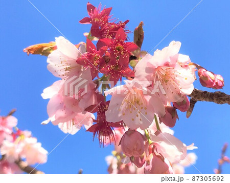 サクラ サクラ 87305692